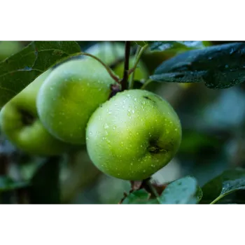 Apple Plant